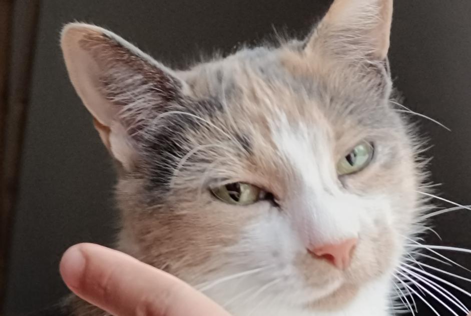 Avviso scomparsa Gatto  Femmina , 3 anni Vibraye Francia