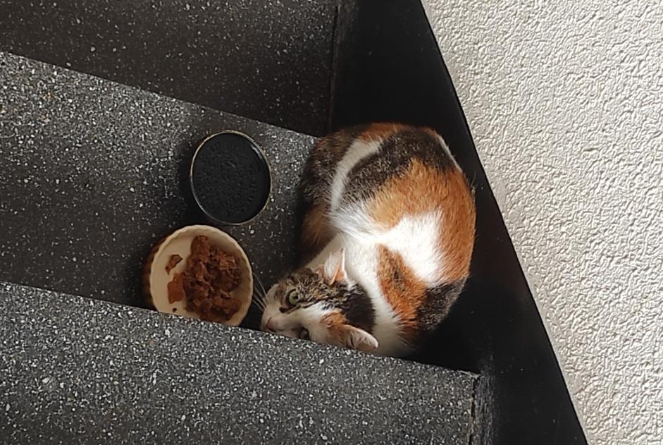 Alerta descoberta Gato cruzamento  Desconhecido , 2 anos Le Mans France